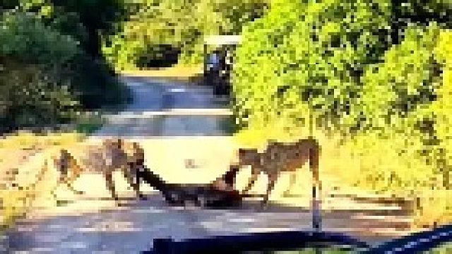 两只猎豹抓到猎物后拖到了路边上！
