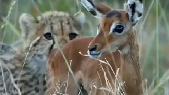 小羚羊以为小猎豹是它的朋友，想和它们一起玩耍！