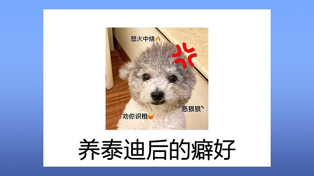 养泰迪之后，我居然多了这么多奇葩癖好