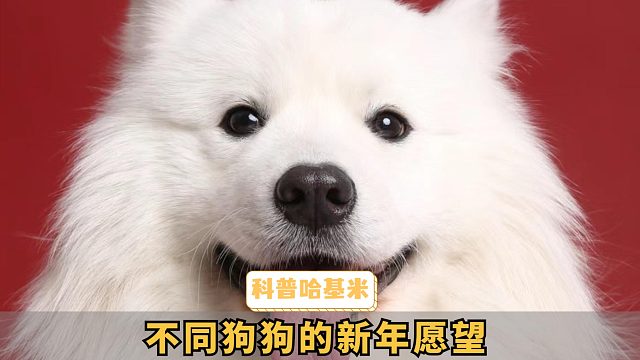 不同狗狗，会有什么新年愿望呢？