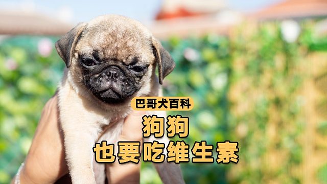 狗狗补点维生素，胃口掉毛都有改善!