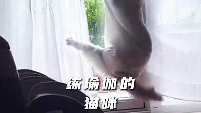 不骗你，我家猫咪真的会跳瑜伽
