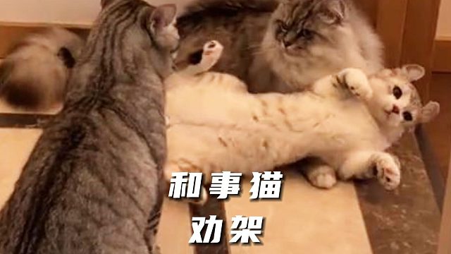 猫：给我个面子，这事儿就算了