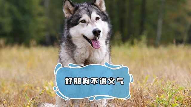 好朋狗真的太不讲义气了，都不叫醒它