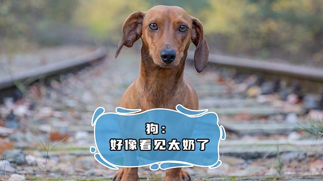 都快给小狗，踩成鸭头了