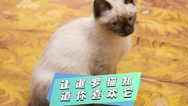 怎么让暹罗猫知道你喜欢它？看这里！