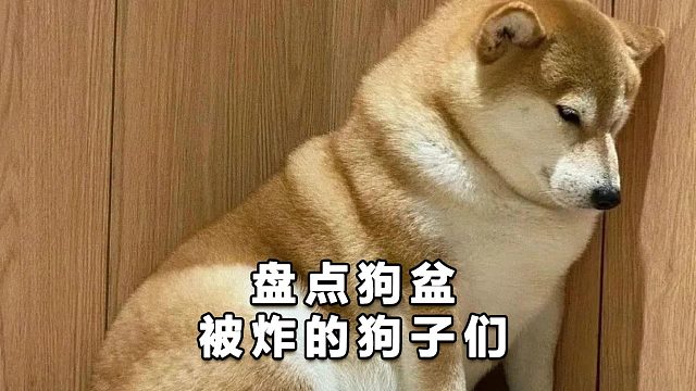 盘点狗盆被炸的狗子们