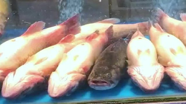 鱼：还是太年轻了