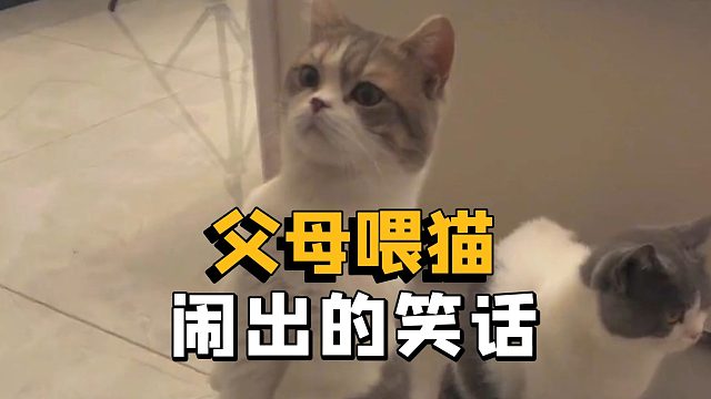 没想到父母喂猫，这么不靠谱！