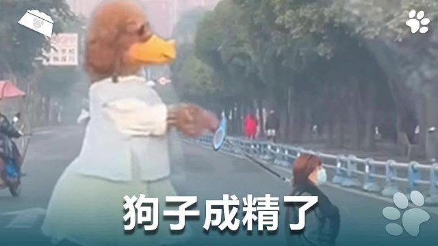 狗子成精了，跑得这么快