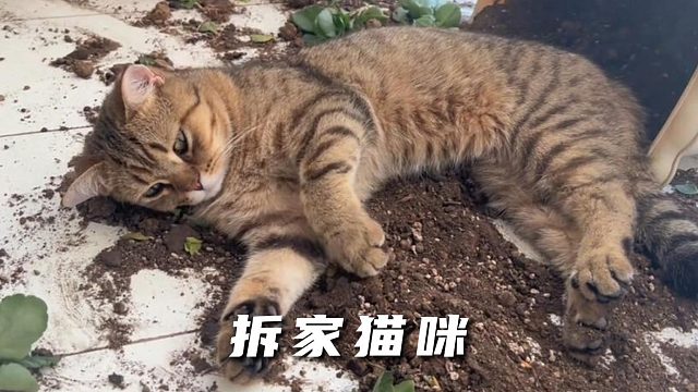 谁说猫咪不拆家，一天天使不完的牛劲