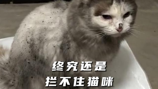 终究还是拦不住猫咪，搞得一身黑