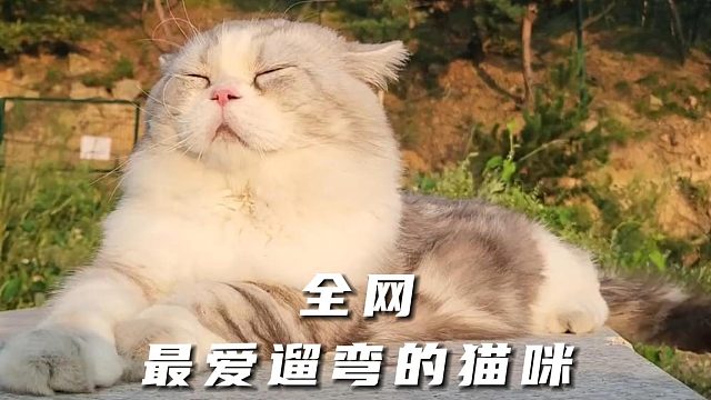 全网最爱遛弯的猫咪，狂风暴雨都挡不住它