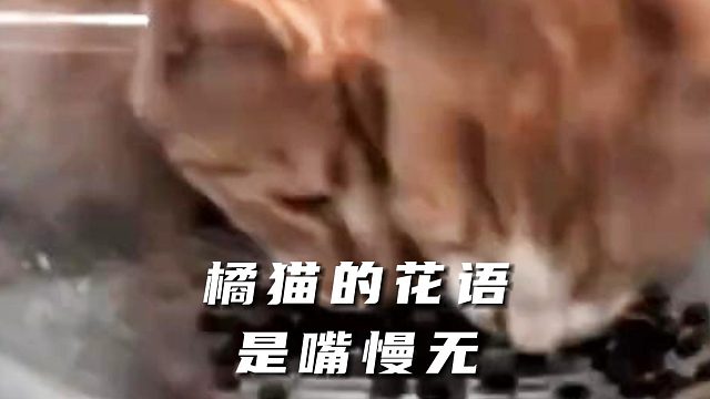 俩猫跟AI生成似的，突然就出现了