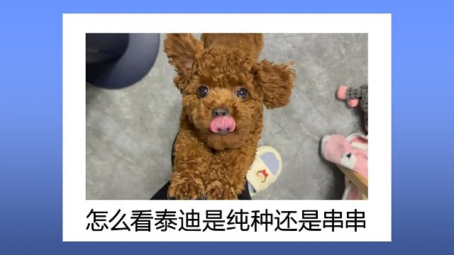 分辨泰迪是纯种还是串串，快来瞧瞧这些小妙招