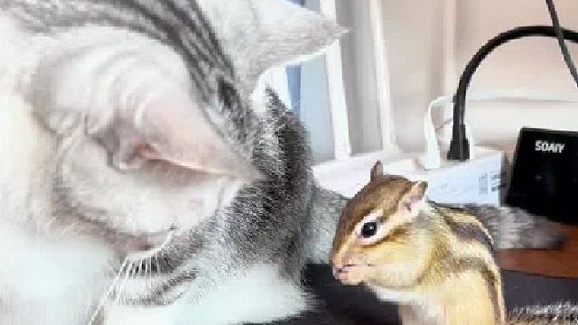 真的是猫鼠情深啊