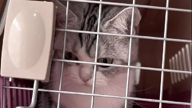 只有猫猫受伤的世界达成了！