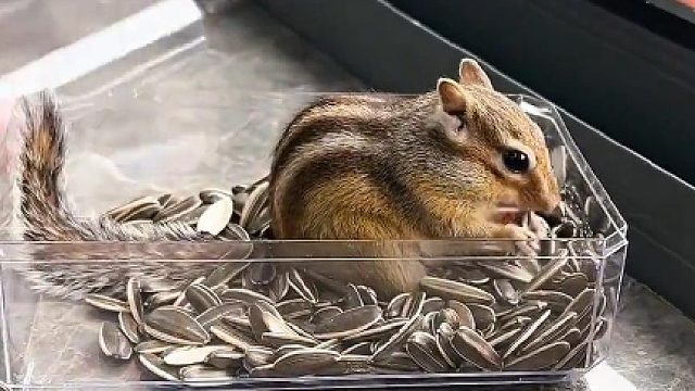 这是什么爹地 就是个小气鬼！