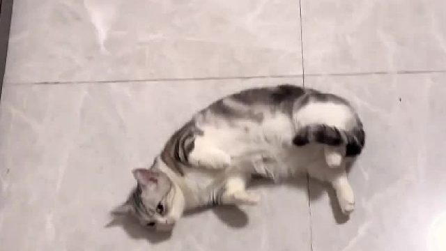 阿发想打但是又不敢 真是又菜又爱玩