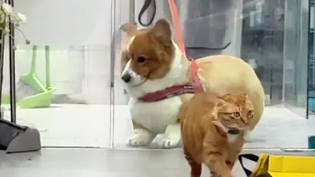 今天又吼猫猫咯傻狗的日常