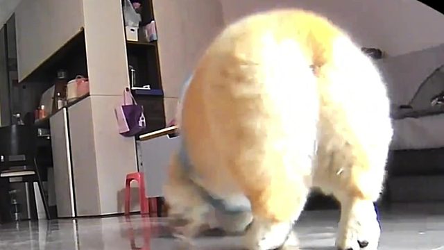 刻苦练习碰瓷技巧傻狗的日常