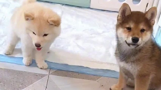 你们想学哪个，可以出教程