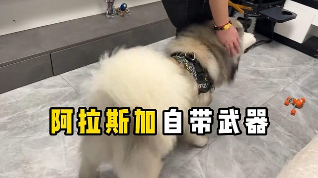 阿拉斯加，一种自带武器的狗！