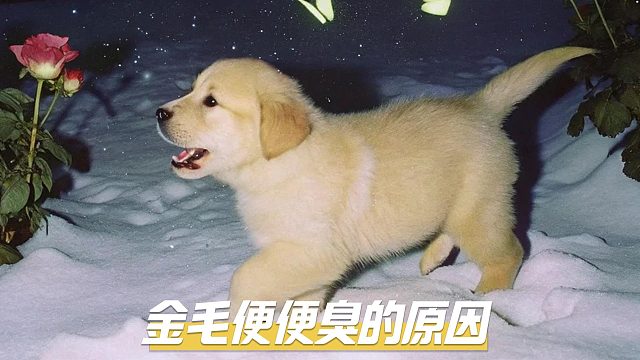 金毛的便便,为什么那么臭呢？