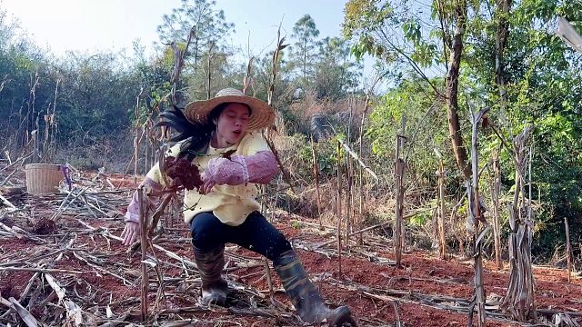 媳妇去玉米地干活，无意间踩到了啥？险些被吓一跳