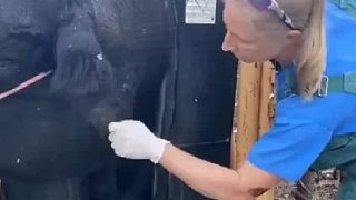 這是牛奶還是膿包？