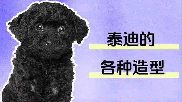 泰迪各种各样的造型，每一个都出乎意料！