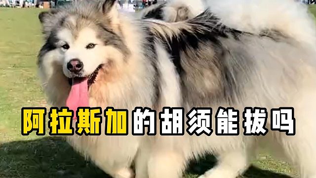 阿拉斯加的胡须能拔吗？现在告诉你！