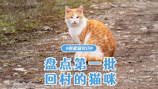 盘点第一批回村的猫咪，太好笑了。