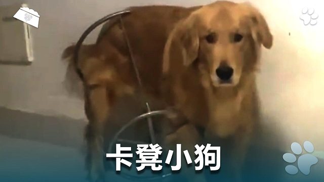 卡凳小狗，整活大师