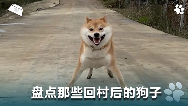 盘点那些回村后的狗子，估计乐疯了
