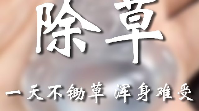 需要东子就吱一声嗷