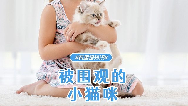 被围观的小猫咪，原因也太离谱了！