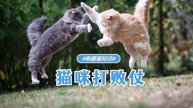 猫咪打败仗，就是这样的后果！