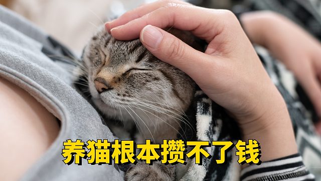 养了猫之后，钱是攒不了一点！