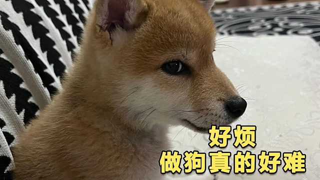 狗狗一脸生无可恋：好烦，做狗好难