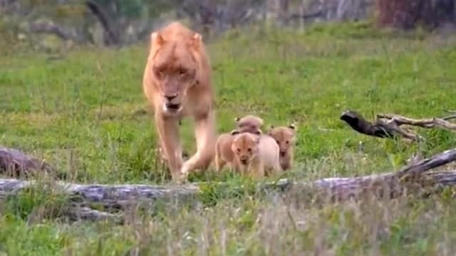 小狮子跟随母亲回狮群！