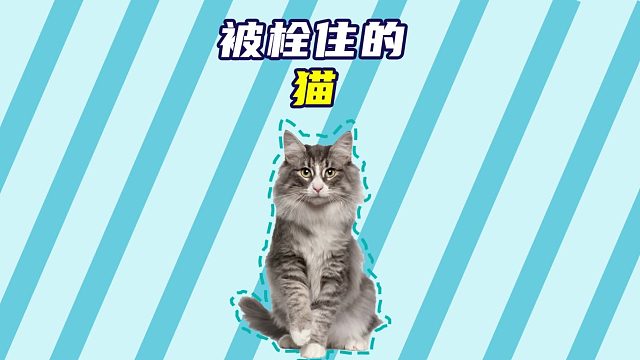 被拴住的猫，就没有简单的！