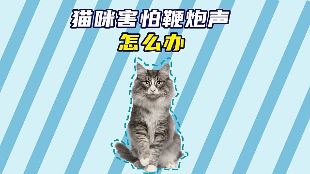 猫咪害怕鞭炮声怎么办？试试这么做！