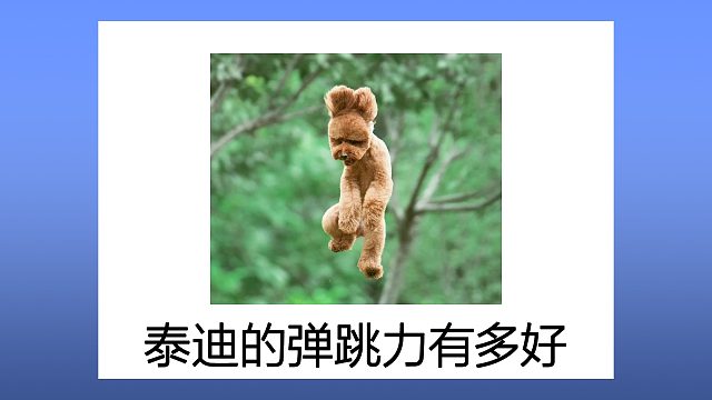 泰迪的弹跳力有多好？一蹦三尺高
