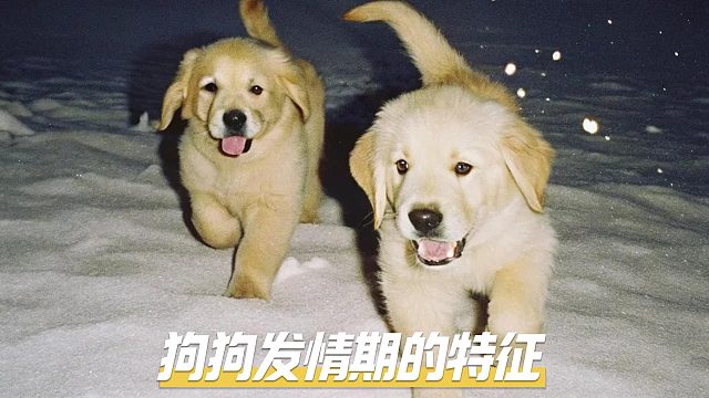 狗狗在发情时，会有哪些行为出现