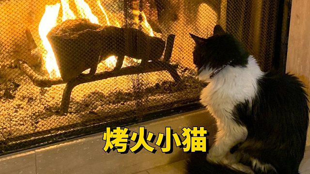 烤火小猫，舒服到睡着了