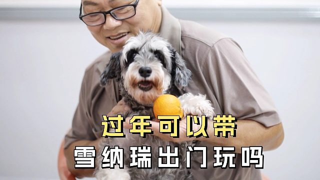 过年可以带雪纳瑞出门玩吗？真心不建议！