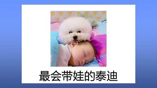 泰迪带娃圈粉无数，每天充当小主人的床搭子