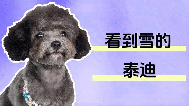 当泰迪遇到下雪，直接就撒欢了！