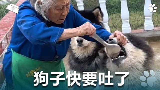 狗子快要吐了，就离谱